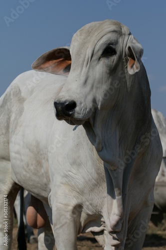 Pecuária, Bovinocultura, Nelore, Fazenda, Mato grosso, Cerrado, Brasil, corte, frigorífico