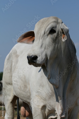Pecuária, Bovinocultura, Nelore, Fazenda, Mato grosso, Cerrado, Brasil, corte, frigorífico