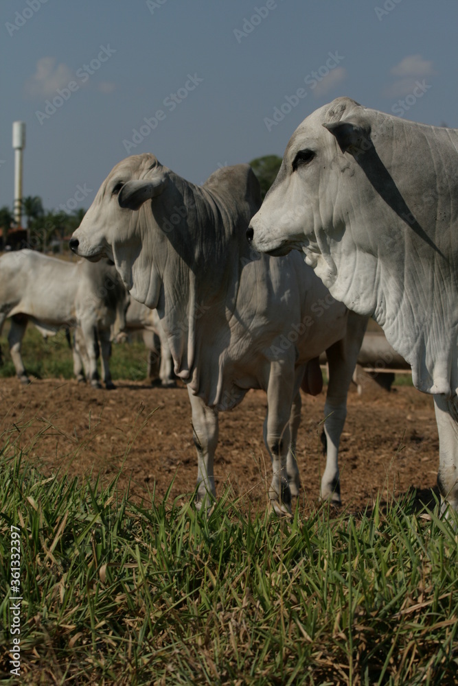 Obraz premium Pecuária, Bovinocultura, Nelore, Fazenda, Mato grosso, Cerrado, Brasil, corte, frigorífico