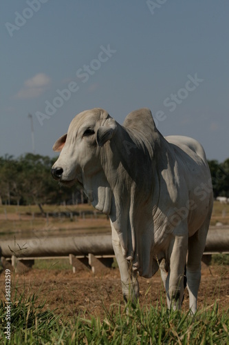 Pecuária, Bovinocultura, Nelore, Fazenda, Mato grosso, Cerrado, Brasil, corte, frigorífico