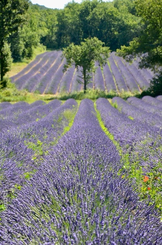 Lavender field in Provence, France, blooming rows of purple flowers, meadow between, trees, summer day
