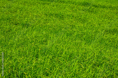 Wallpaper Mural Green grass in the garden in the morning. Torontodigital.ca