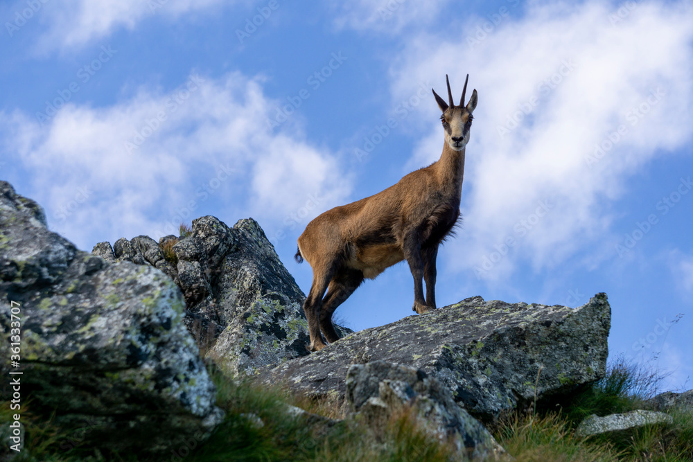 Tatra Chamois ( Rupicapra rupicapra tatrica ). Tatra Mountains. Tatra Chamois ( Rupicapra rupicapra tatrica ). Tatra Mountains.