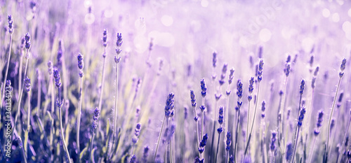 Purple lavender flower in field. Summer scenic landscape banner design.