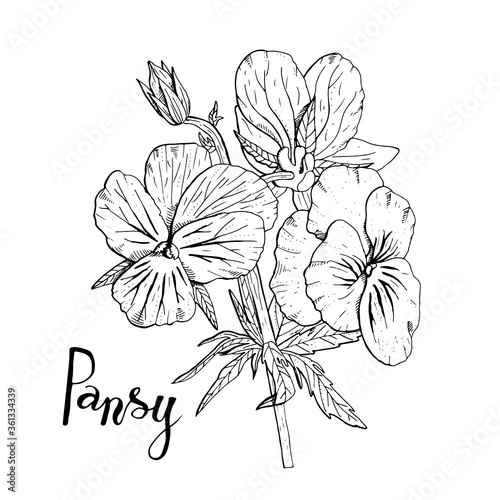 Hand drawn pansy flowers clipart. Floral design element. Isolated on white background. Vector