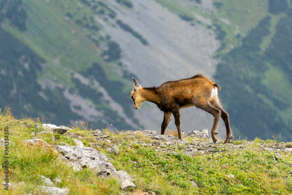Tatra Chamois ( Rupicapra rupicapra tatrica ). Tatra Mountains.