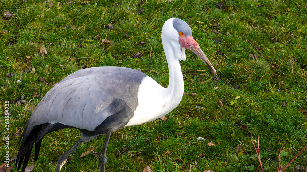 Fototapeta premium Wattled Crane walks along the grass and picks food.