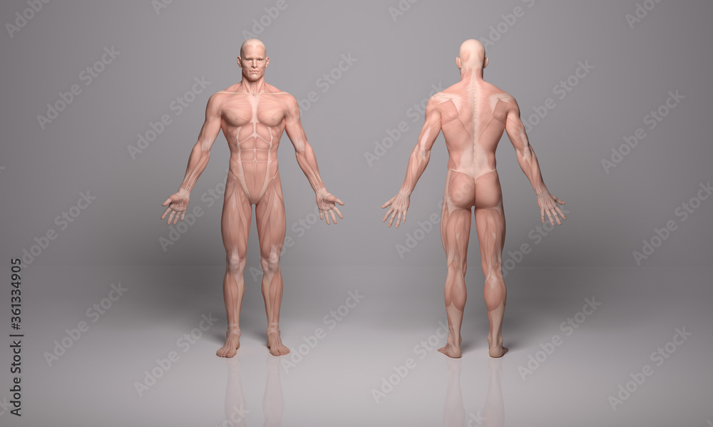 3D Render :a standing male body illustration with muscle tissues display 3D Render :a standing male body illustration with muscle tissues display