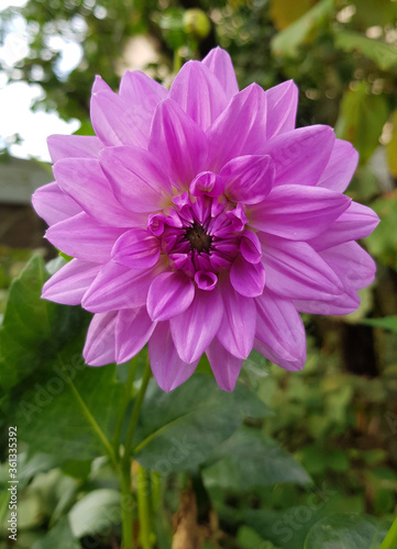 Close up of beautiful dhalia flower