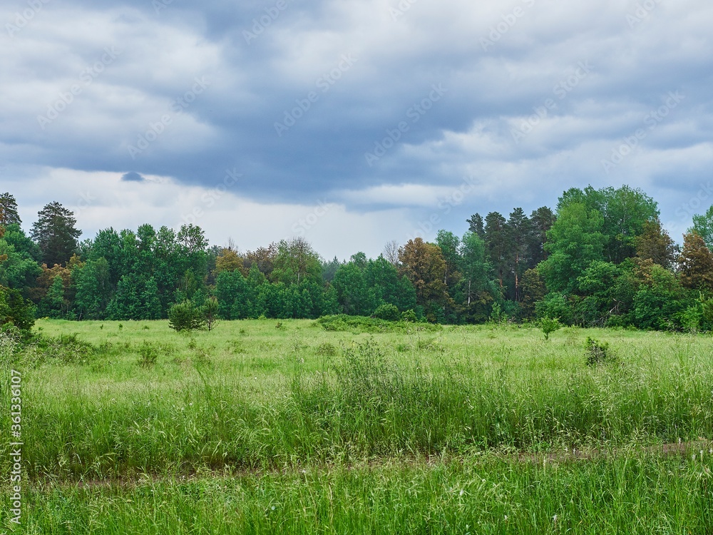 Fototapeta premium Forest clearing after rain, bright green color, dark clouds