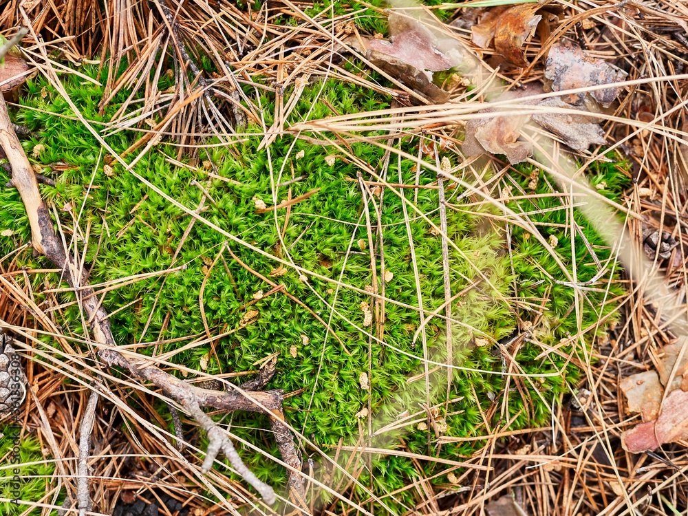 A fragment of bright green moss in a coniferous forest, natural lighting