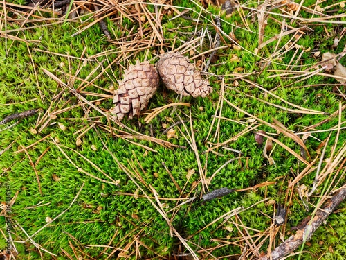Close-up of green moss, pine cones and needles, bright day