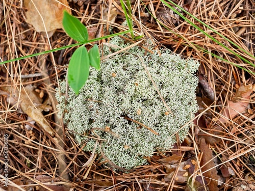 Light blue moss among old needles and leaves, natural light, young grass sprouting