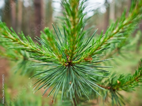 The background of the young needles of a pine