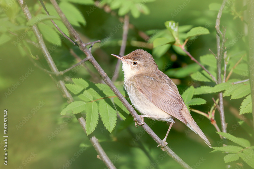 Fototapeta premium Blyth’s Reed Warbler