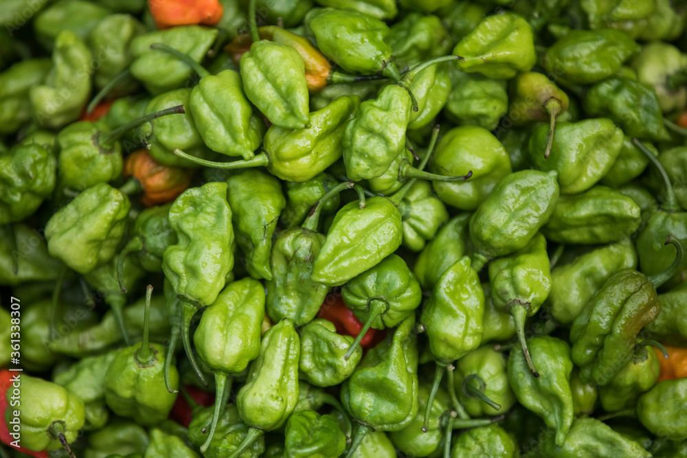Green fresh and healthy pepper. Green fresh and healthy pepper.