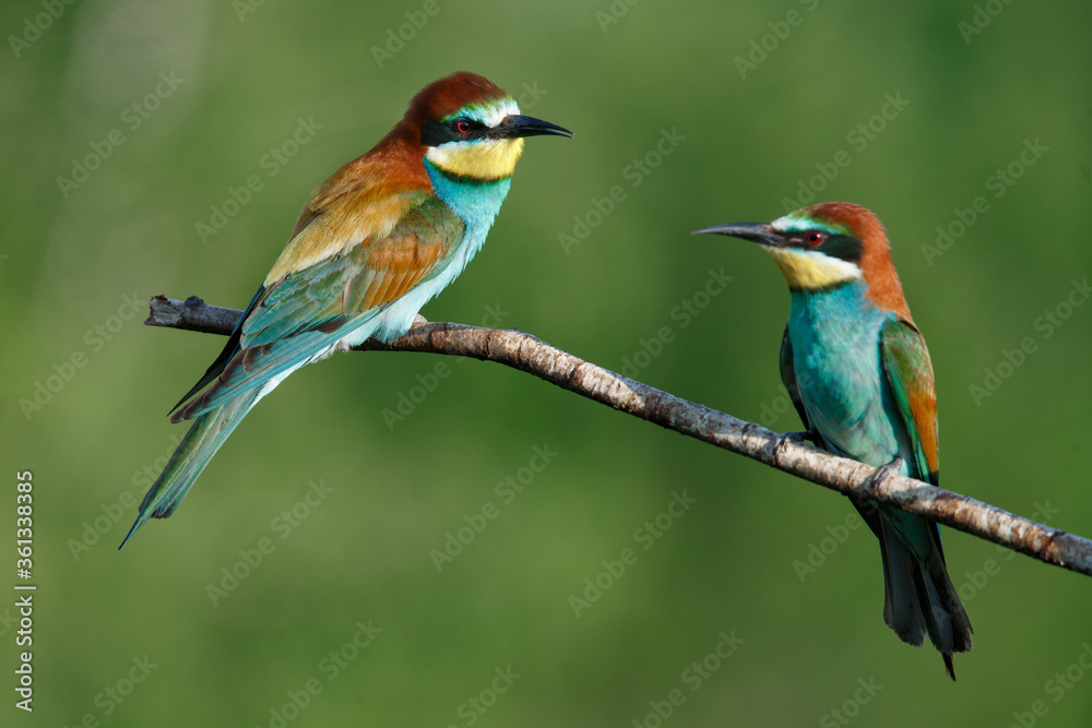 Fototapeta premium Golden bee-eater sitting on a branch