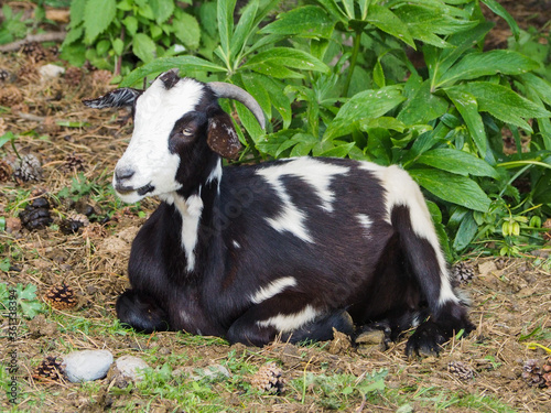 A young horned goat posing for a photo in the middle of the mountain