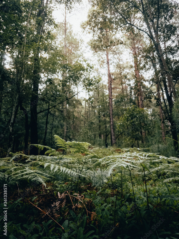 Fototapeta premium Luz en el bosque