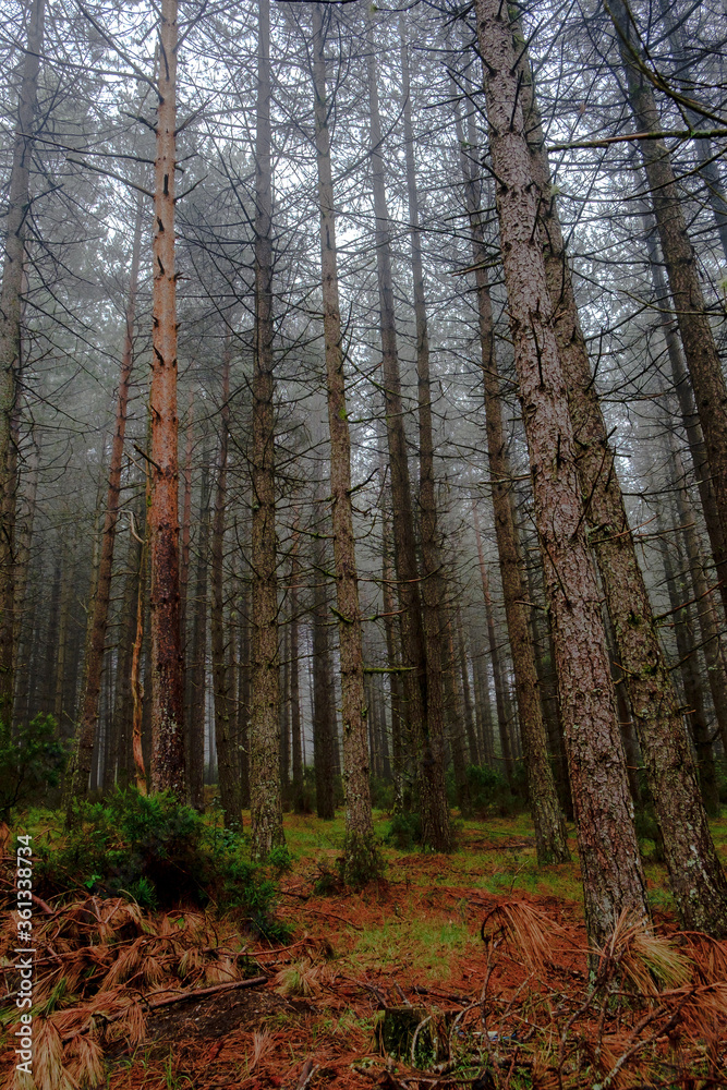 Fototapeta premium um dia no Parque Nacional Peneda-Gerês