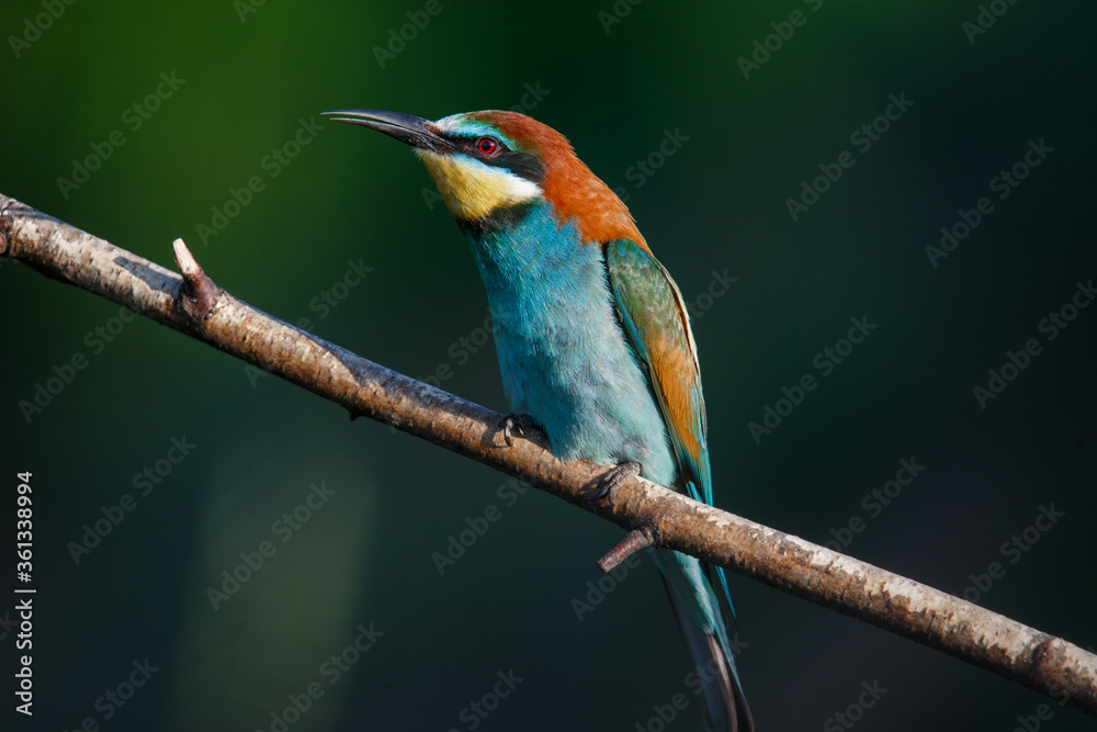 Fototapeta premium Golden bee-eater sitting on a branch