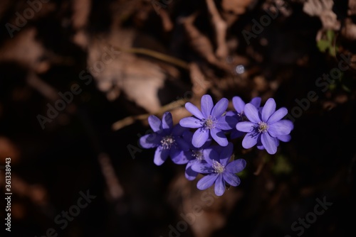 Hepatica transsilvanica on sunny day in spring forest photo