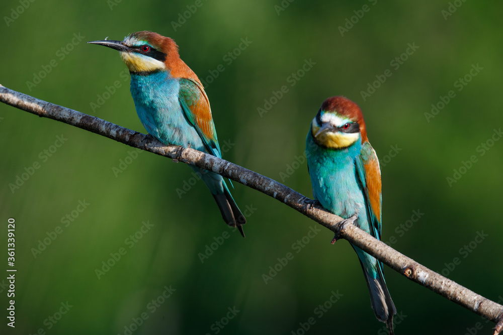 Obraz premium Golden bee-eater sitting on a branch