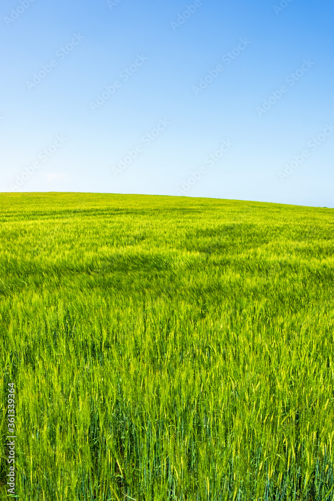 Cereal field against a blue sky in the summer