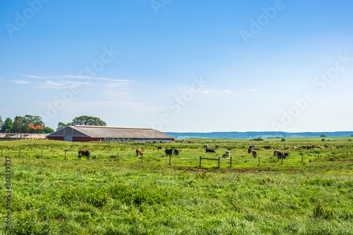 Cattle at a pasture in a rural landscape in the summer