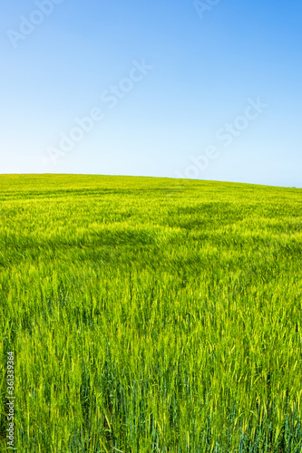 Cereal field against a blue sky in the summer