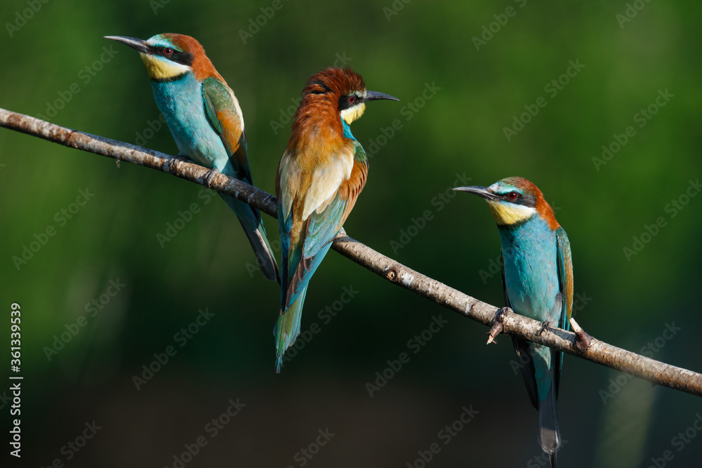 European bee-eater, merops apiaster.on Sunny morning, three birds are sitting on a branch.