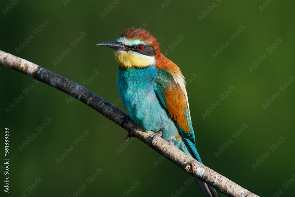 Golden bee-eater sitting on a branch