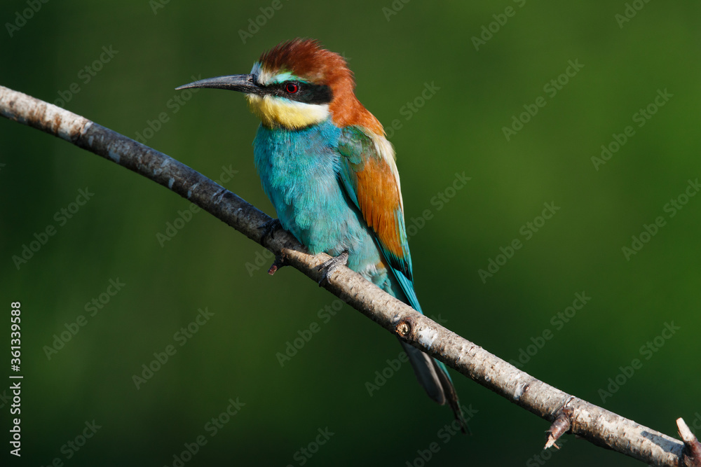 Golden bee-eater sitting on a branch Golden bee-eater sitting on a branch