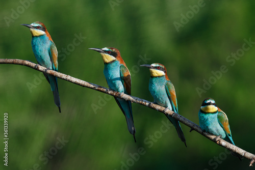 European bee-eater, merops apiaster.on a Sunny morning, four birds are sitting on a branch.