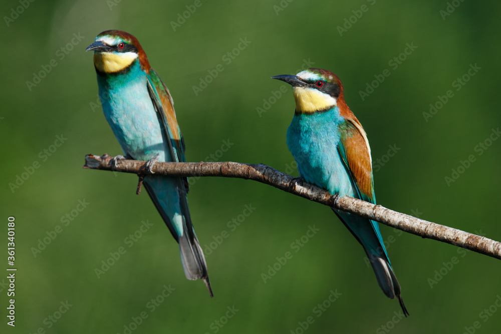 Fototapeta premium Golden bee-eater sitting on a branch