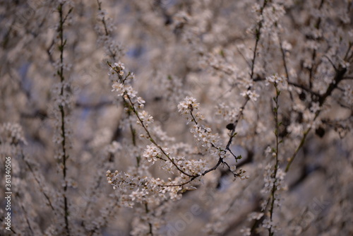prunus armeniaca in blooming time on spring season. white flowers in the tree in sunny day © badescu
