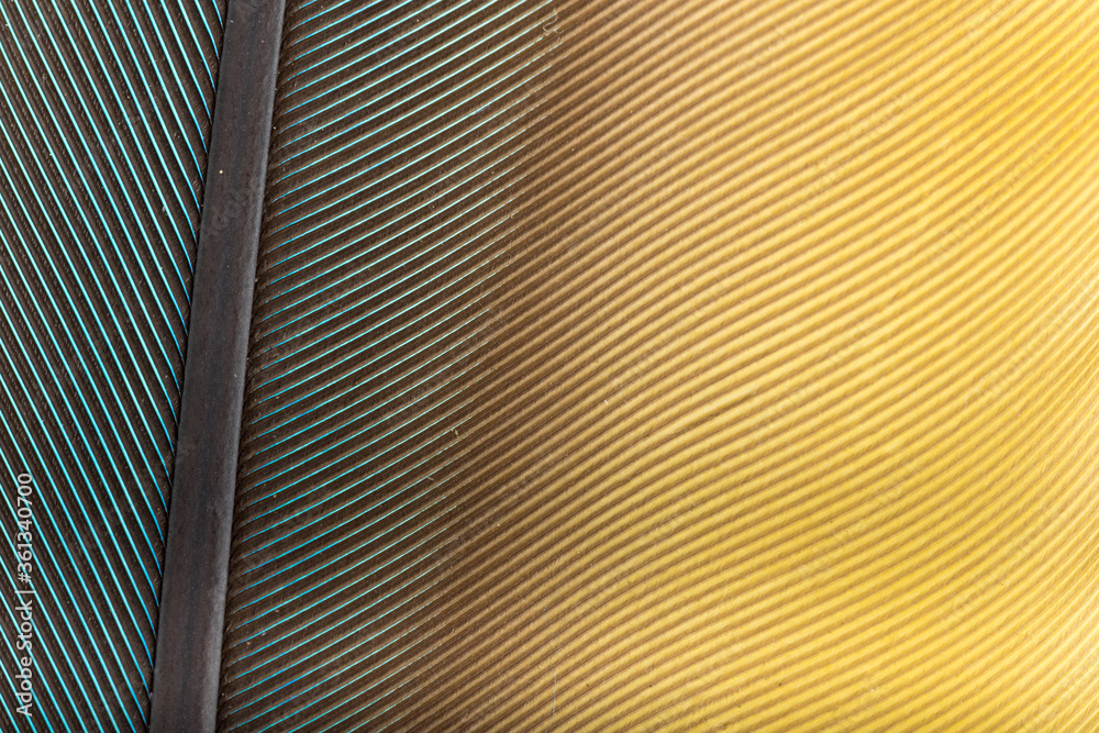Obraz premium Beautiful Bright Blue and Yellow Parrot Feather Close up Detail Texture. Abstract Pattern Background