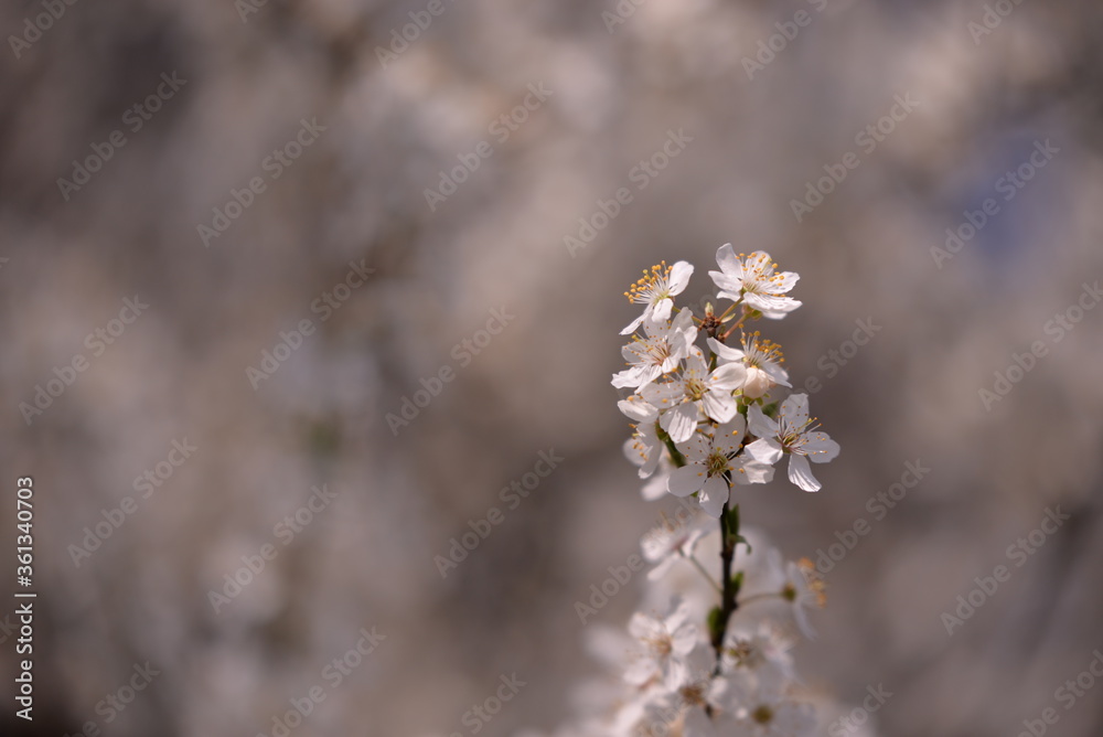prunus armeniaca in blooming time on spring season. white flowers in the tree in sunny day prunus armeniaca in blooming time on spring season. white flowers in the tree in sunny day