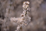 prunus armeniaca in blooming time on spring season. white flowers in the tree in sunny day
