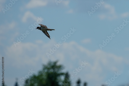 An adult Killdeer in flight