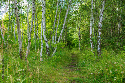 path amidst birch trees in the brigth forest 