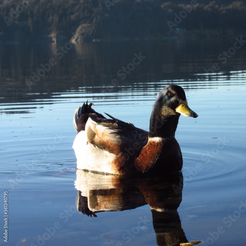 pato lago nahuel huapi bariloche photo