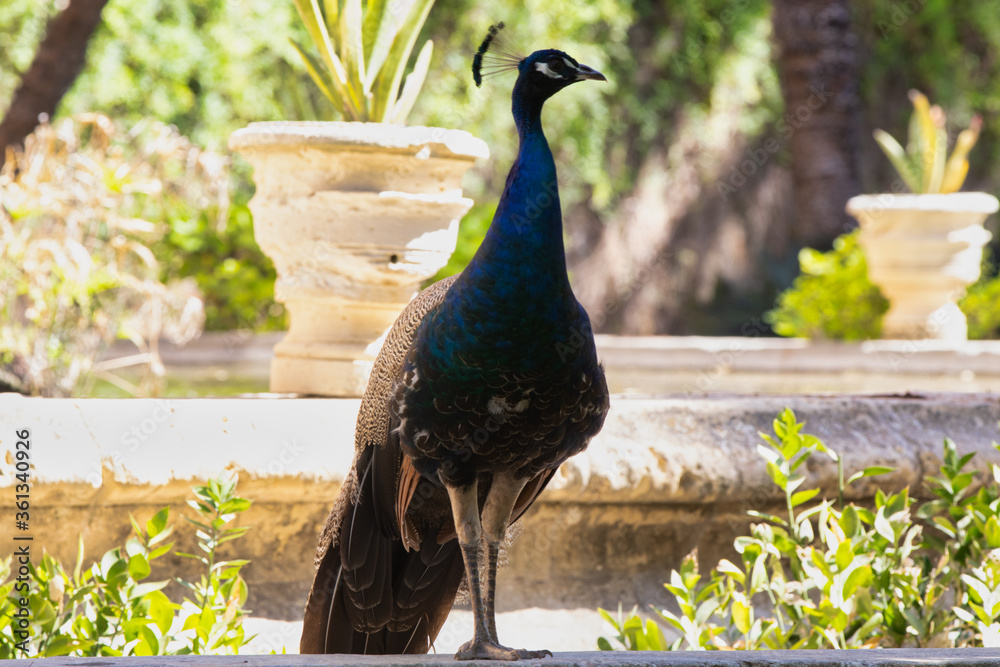 Obraz premium Beautiful peacock close up. peaful standing in beautiful landscape