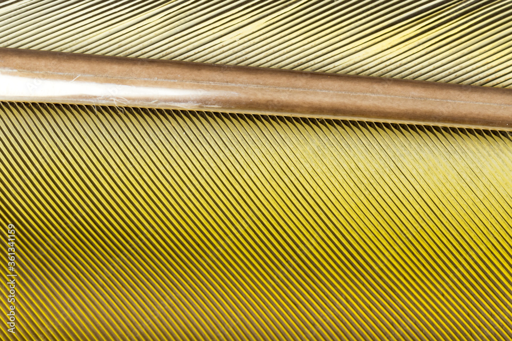 Obraz premium Beautiful Bright Blue and Yellow Parrot Feather Close up Detail Texture. Abstract Pattern Background
