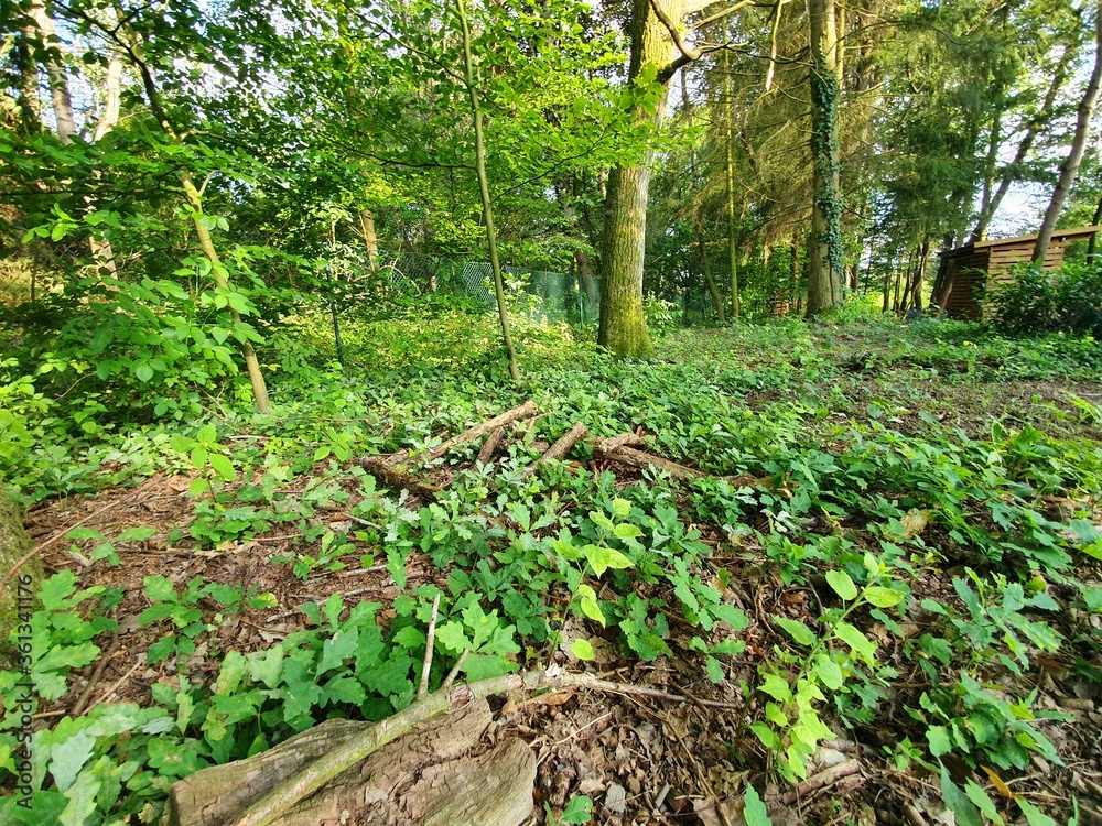 garden in spring garden in spring