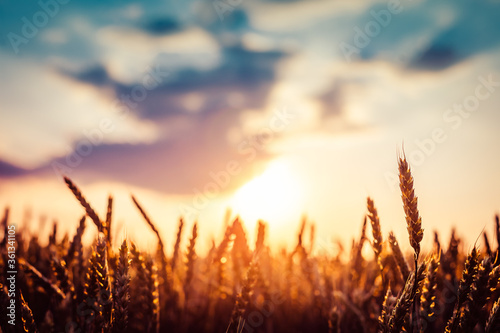 Beautiful, large field of wheat in the sunset rays