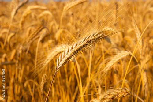 Golden wheat in the field. Grain spikes ripening in summer before the harvest.