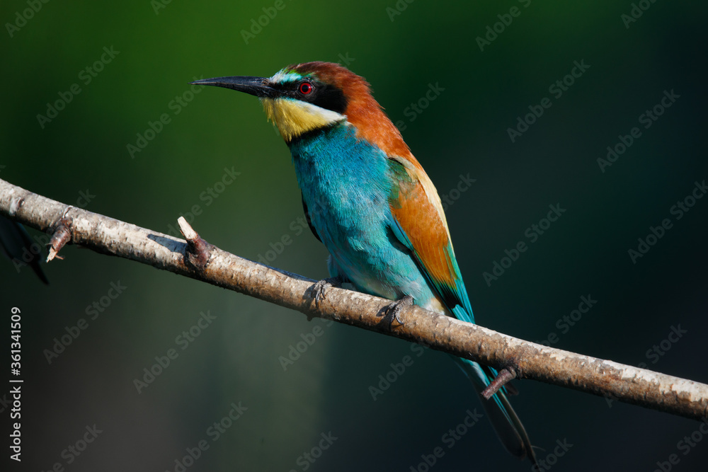 Golden bee-eater sitting on a branch