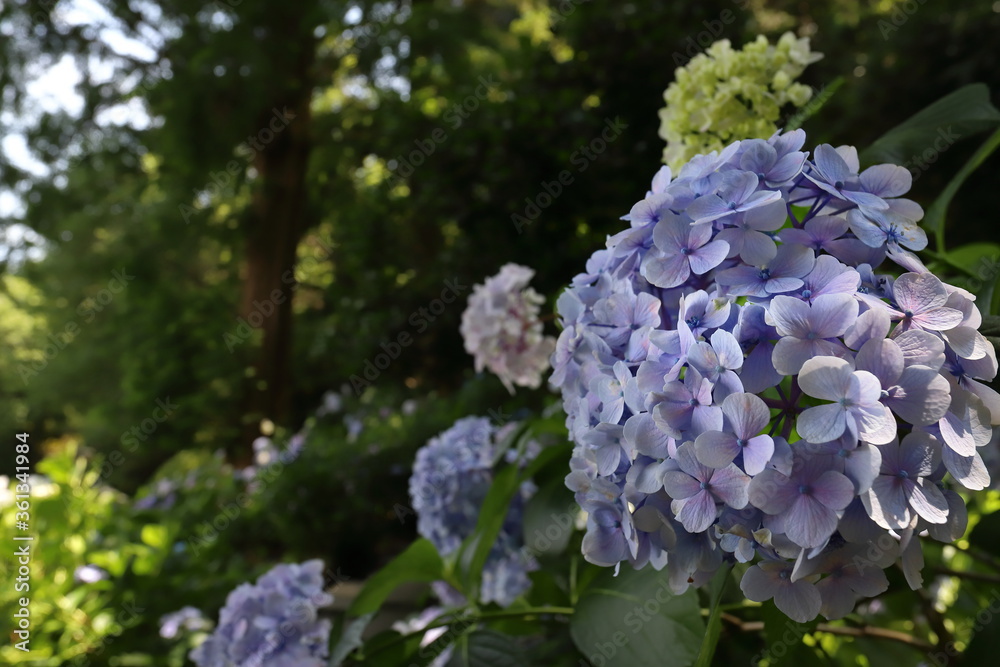 森の中の紫陽花 森の中の紫陽花