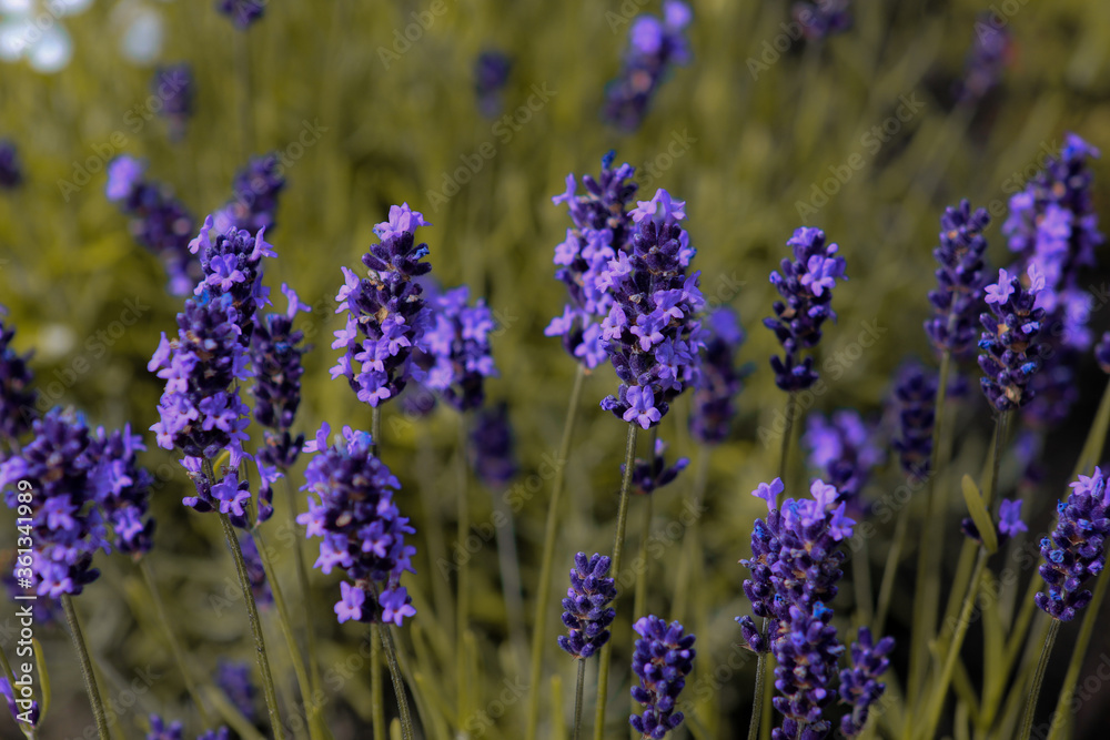 Obraz premium lavender flowers in the garden